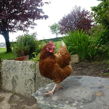 Kidwelly Farmhouse B&B Zewnętrze zdjęcie